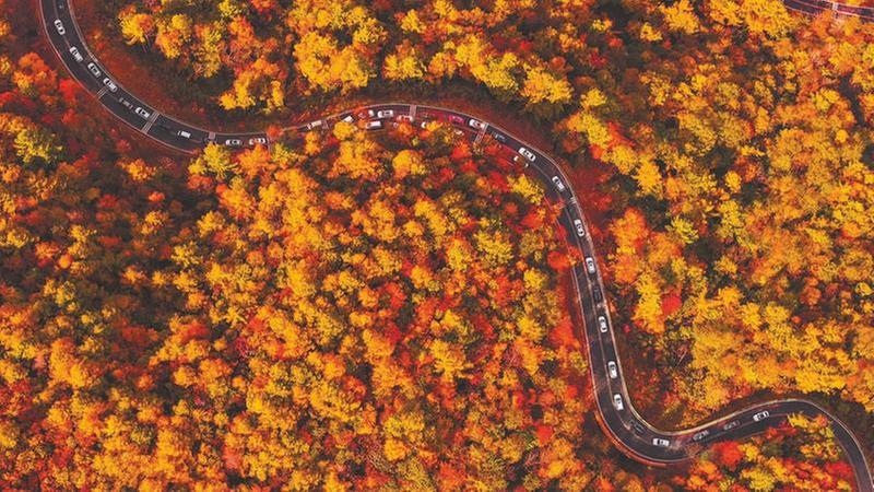 一片红叶带火一片经济