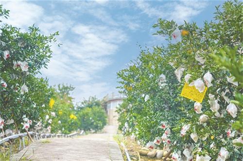 青神：基地出口备案面积扩容增量