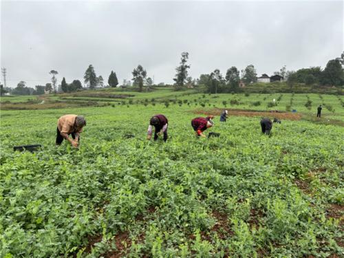 邻水县：小小豌豆尖 增收好产业 