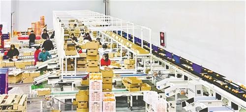 青神晚熟柑橘“出海路”越走越宽