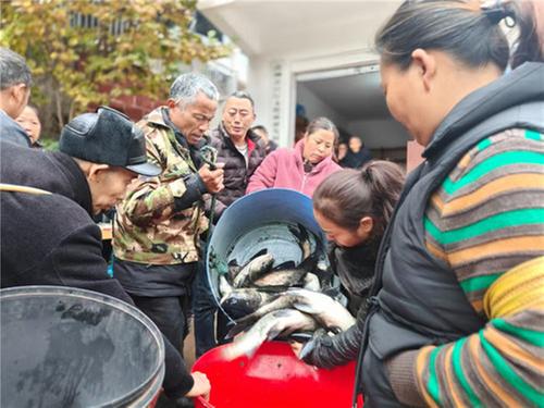 分鱼了！青神白果乡水产养殖连年丰收