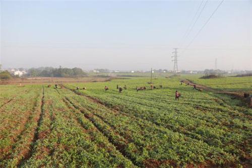 岳池县：初冬时节好“丰”景 特色产业促振兴