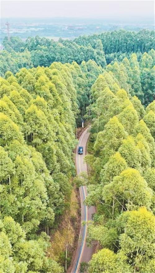 青神：建好“四好农村路” 铺出乡村振兴坦途