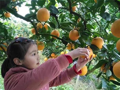 邻水脐橙：品质与品牌的协同发展之路