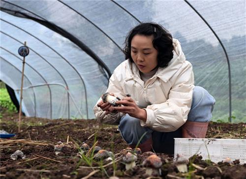 内江东兴区：秸秆种松茸 变废为宝助增收