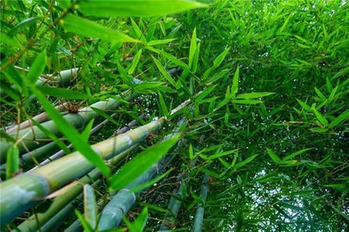 青神：扎实推动森林“四库”建设  厚植绿色发展新优势