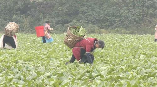 青神县：聚焦“五美”建设  刷新乡村“颜值”