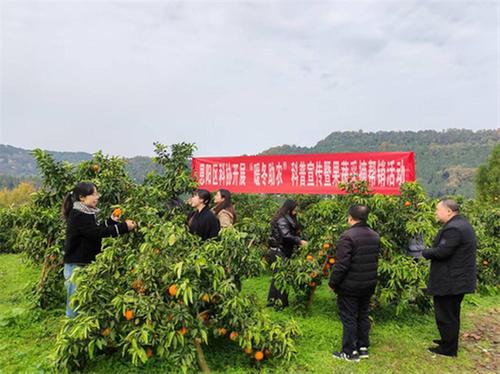 恩阳区科协组织开展“践文明 送科技”主题实践活动