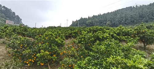 邻水脐橙飘香季 乐享采摘好时光