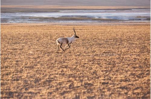 “米拉氧气” 捐赠高海拔保护区，助力坚守者健康守护