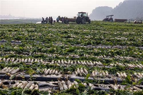 “冬闲”人不闲  从豌豆尖到冬萝卜 村民增收有妙招