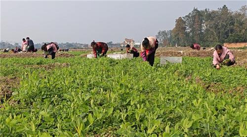 “冬闲地”变“增收田” 洪雅产豌豆尖热销京浙