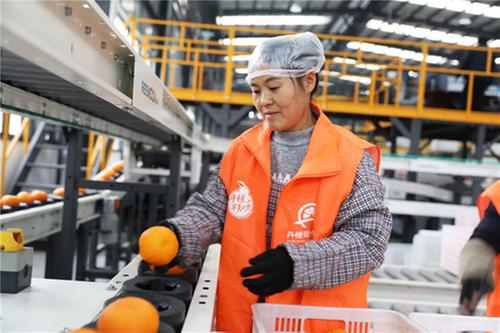 “丹棱桔橙”甜蜜出口 热度不减