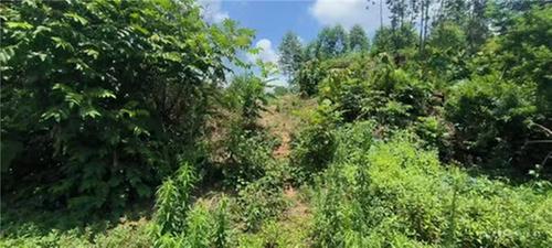 青神县宝镜村：扮靓环境传承文化 推进和美乡村建设