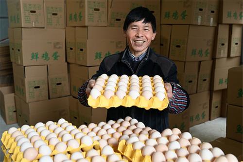 四川内江：小鸡蛋闯出大市场