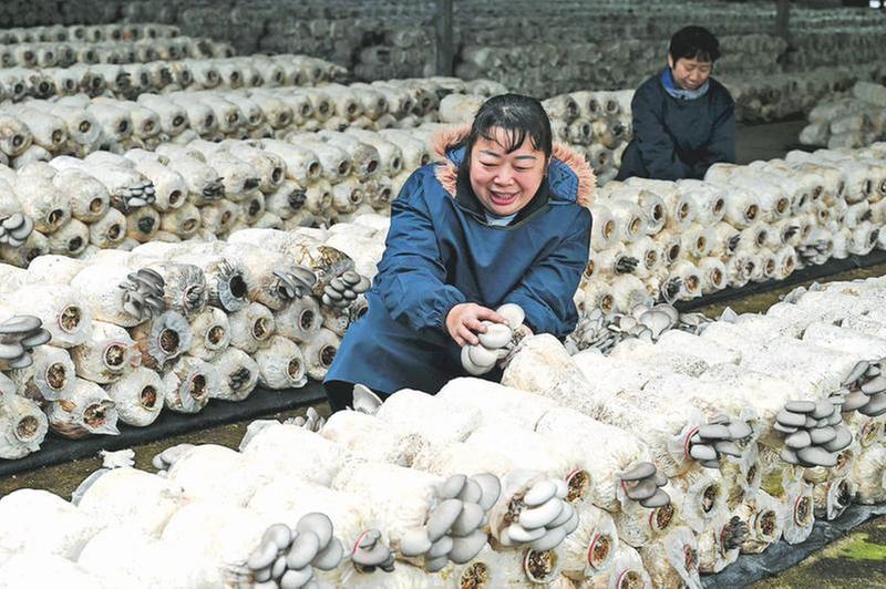 发展桑枝菌 环保又增收