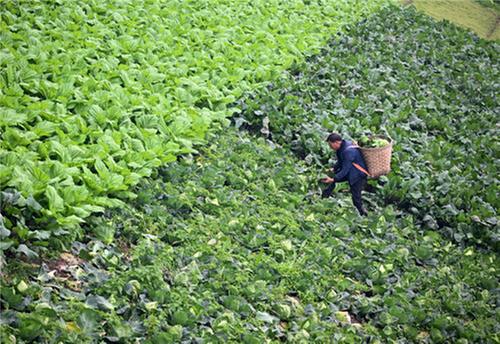 内江东兴区：“菜园子”挣“票子”