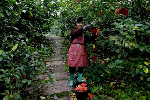 广安区：柠檬丰收 畅销海内外  