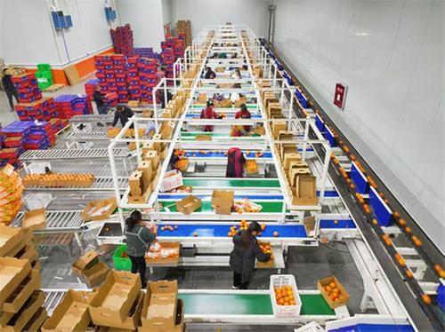 青神：柑橘智能分选 助力提质增效