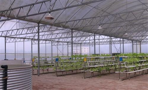 一水双收，鱼菜共生！内江市市中区：白乌鱼养殖新模式