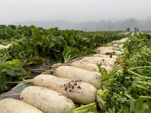 青神县汉阳镇：萝卜迎丰收 田间采收忙