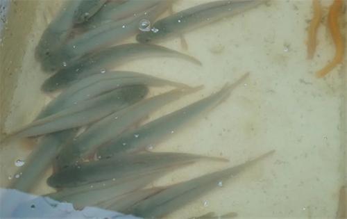 擦亮金字招牌！内江市市中区谱写“白乌鱼”渔光曲