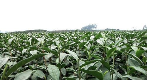 一片叶子，从0到3.6亿元