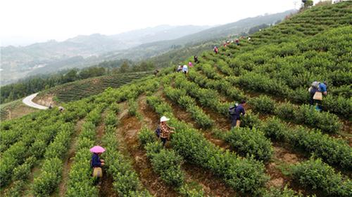 邻水县：交通引领 城市繁荣 乡村蝶变 三大会战共铸辉煌