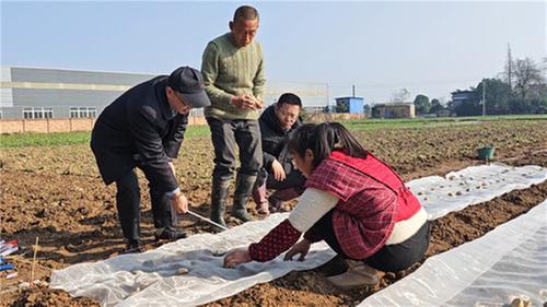 全省首次珍珠马铃薯小区栽培试验在洪雅启动