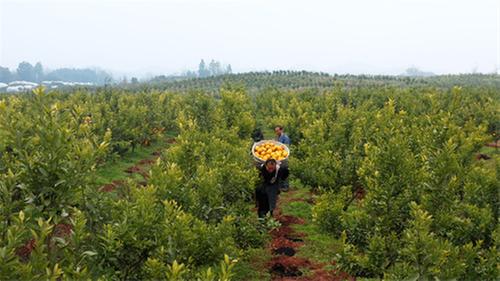洪雅：引种“阳光1号”桔柚获成功 首年亩产值超万元