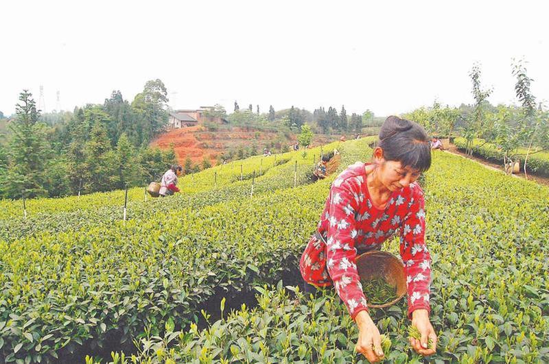 以路为媒 兴产业富乡亲