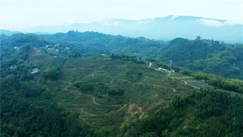 洪雅：春茶进入集中采摘期