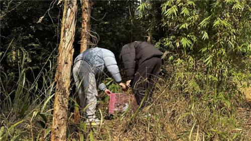 青神县成功救助一只国家二级保护动物领角鸮