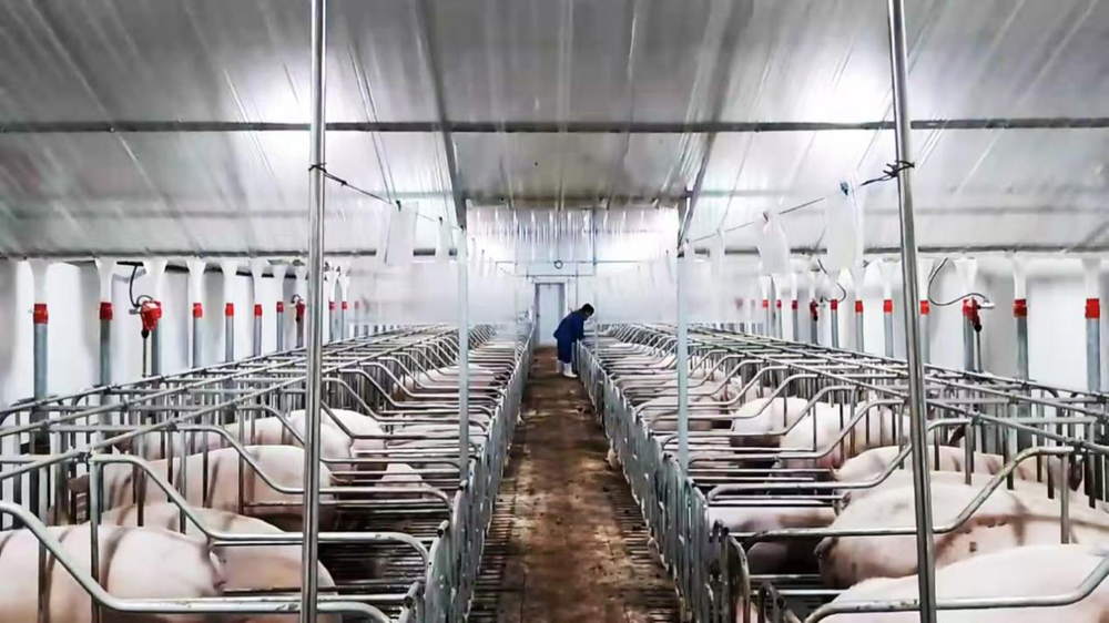 眉山洪雅：向新提质 公寓式养猪项目正式投用