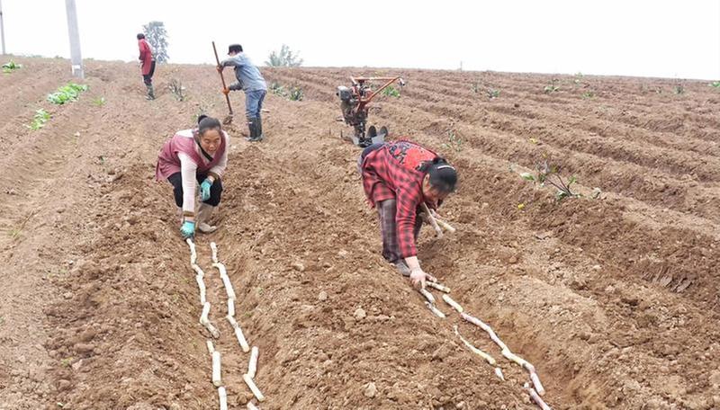 打造甘蔗“种子基因库”