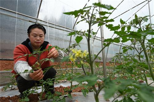 内江：雨水至 农事忙