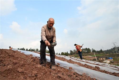 内江市东兴区：田间地头春耕忙
