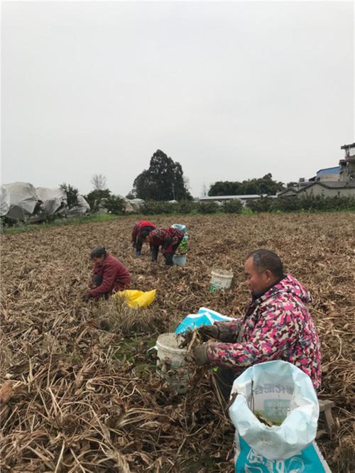 东坡区尚义镇：春来收割忙  腾田好育秧