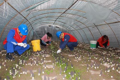 国网巴中供电公司: 羊肚菌获丰收  电力服务有保障