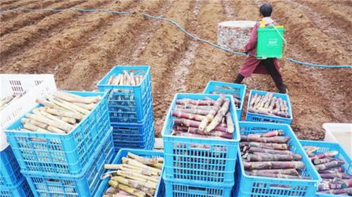 内江：甘蔗种植开启产业发展新篇