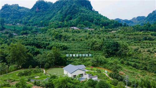 青神：“斑布1号”梁山慈竹通过省级良种审定