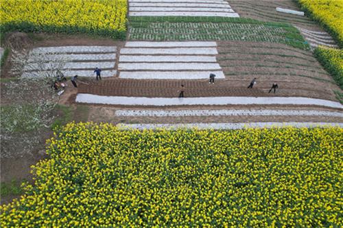 内江：田园春色