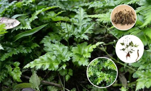 四川洪雅：雅连4种衍生中药饮片纳入国家医保中药饮片目录