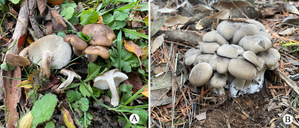大理大学科研团队发现两个大型真菌新物种