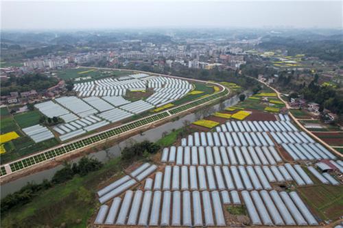 四川内江：设施农业富民兴村