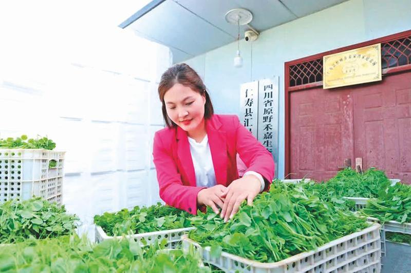 秦嫡：探索“粮食+”模式 让荒地变沃野