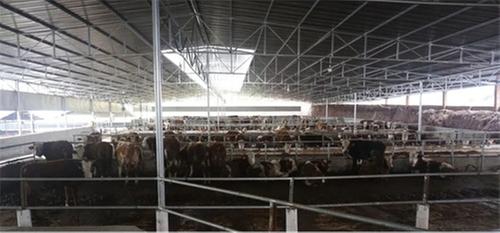 年产值超千万！内江市市中区特色养殖铺就乡村振兴“牛”路子