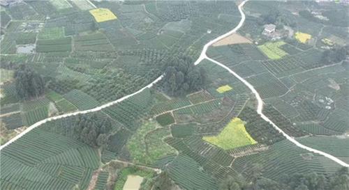 青神： 惊蛰催新绿 万亩春茶开采