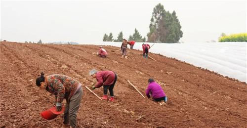 育出春耕“好苗头”！内江市市中区抢抓水稻育苗黄金期