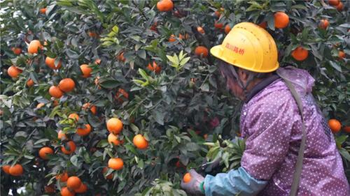 青神：春橘迎丰收 果农忙不停